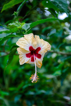 red hibiscus flower