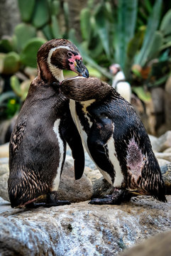 A pair of inloved Peruvian Penguins at the zoo stand on rocks. Penguin carefully cleans his partner's feathers.