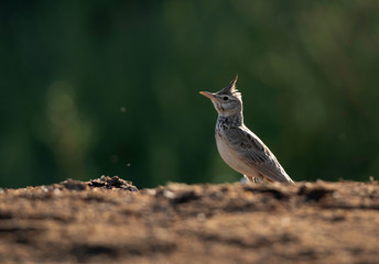 Crested Lark  at Buri farm, a backlit image bahrain