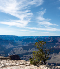 Vertical landscape with small juniper in the forground and the Grand Canyon in the background.