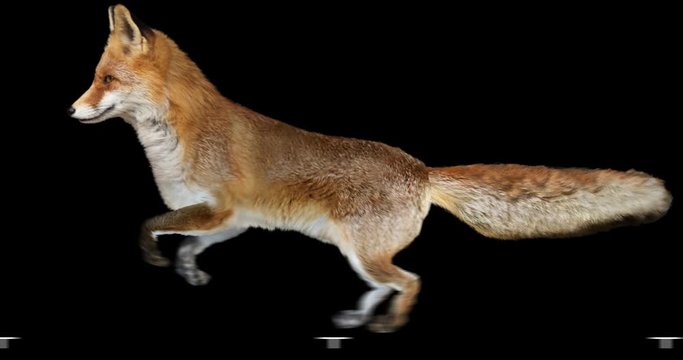 Red fox running realistic animation. Isolated animal video including alpha channel allows to add background in post-production. Element for visual effects.