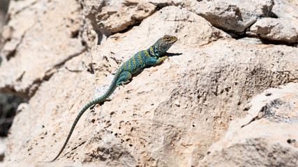 Naklejka na ściany i meble Collared lizard resting on sunny rock