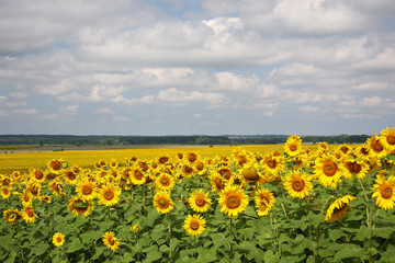 Blooming sunflowers against a cloudy sky