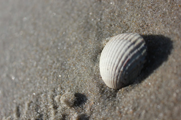 Gemeine Herzmuschel im Sand
