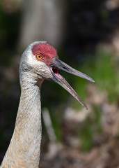 Sandhill crane calling out