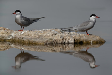 A pair of White-winged tern at Asker marsh with beautiful reflection on water, Bahrain