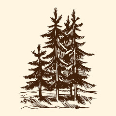 Hand-drawn vector sketch of a pine tree group. The conifer tree isolated on a beige background.