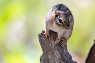 Chimpmunk sitting on wooden stump with blurred green background