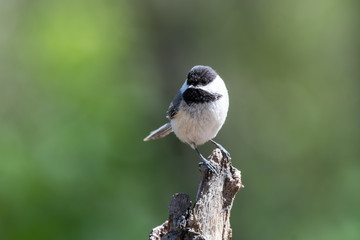 Black-capped chickadee perched on wooden stump with blurred green background