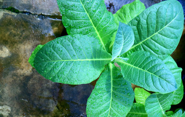 Tobacco leaves on tree in Indonesia.   