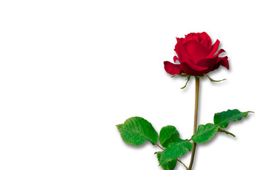 Red rose on white background with clipping path