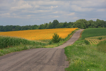 Rural road in summer