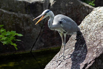 Heron by the water 1