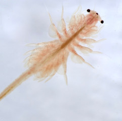 Super macro close up of Artemia salina a 100 million old species of brine shrimp, aquatic crustaceans.