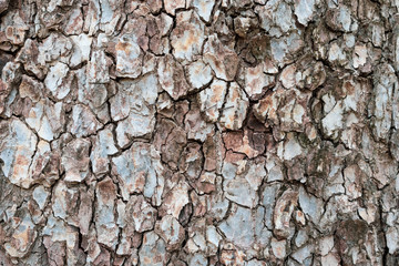 Close up the texture of the tree Beautiful hardwood bark In the rainforest of Thailand there is a vignette background concept.