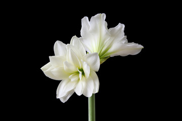 Naklejka na ściany i meble Beauty white Barbados lily flower isolated on black background