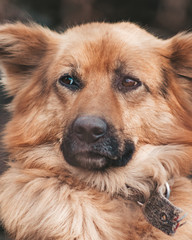 German shepherd portrait close-up. Beautiful shepherd look