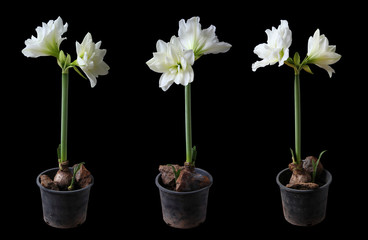 Set of Beauty white Barbados lily flowers in pot  isolated on black