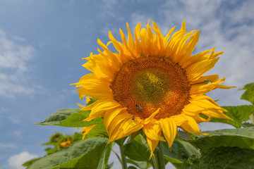 Blooming sunflower against the sky, close-up	
