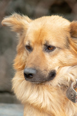 German shepherd portrait close-up. Beautiful shepherd look