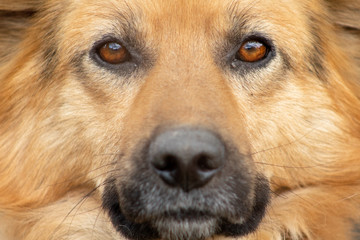 German shepherd portrait close-up. Beautiful shepherd look