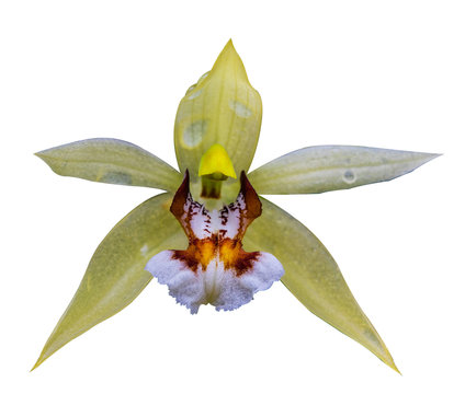 Beautiful wild orchid on white background with clipping paht.