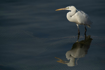 Potrait of a Western reef egret white morphed at Busaiteen coast, Bahrain