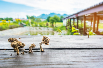 Small mushrooms are growing on wooden planks to make a table during hot and humid weather.