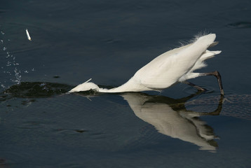 Fototapeta premium Western reef egret white morphed fishing at Busaiteen coast, Bahrain