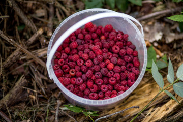 In a white plastic bucket is a forest berry-raspberry. The bucket is lying on the ground and branches. Sweet red berry. Summer