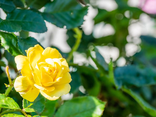 ベルロマンティカ