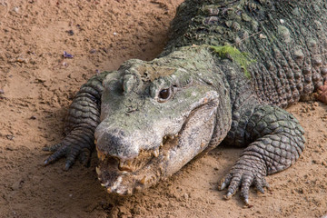 Obraz premium A dwarf crocodile open mouth April 6 2019 It is an African crocodile that is also the smallest extant crocodile species. Sampling has identified three genetically distinct populations. 