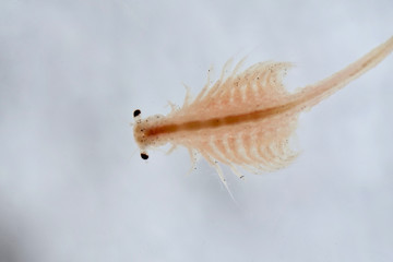 Super macro close up of Artemia salina a 100 million old species of brine shrimp, aquatic...