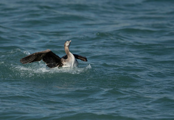 Socotra cormorant landing at Busaiteen coast, Bahrain
