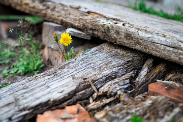 Yellow dandelion flower grows among old boards