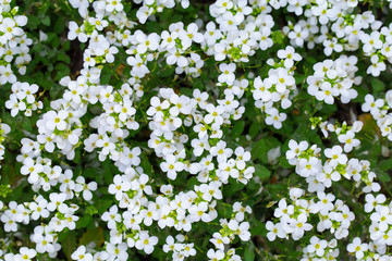 Obraz na płótnie Canvas A lot of white flowers on a background of green leaves