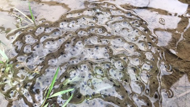 Natural frog spawn found in a springtime pond in the British Countryside