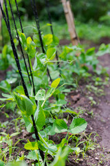 Young plants of sugar peas growing in garden bed and climbing on nylon cords