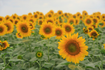 Fototapeta premium Blooming sunflowers against the sky