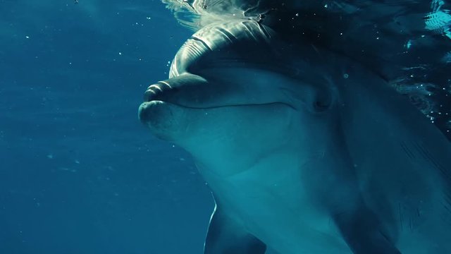 dolphin close up underwater frame