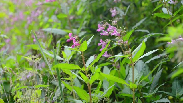 Himalayan Balsam Impatien glandulifera plants with insects