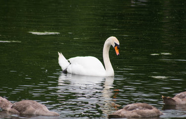 swans on the lake