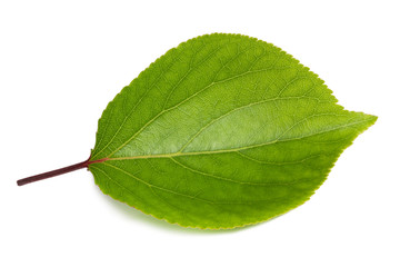 Fototapeta na wymiar green apricot leaves isolated on white background