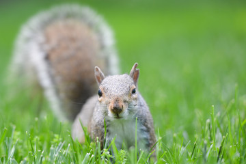 American gray squirrel in the meadow