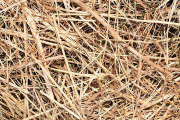 Dry grass close up background texture