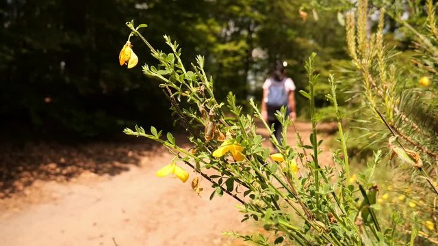 Young Woman walking on a Hiking Trail at the Devil's Table in the Palatinate Forest, Germany
