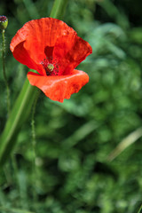 Fototapeta premium Jasnoczerwony kwiat maku na polu, w oślepiającym świetle jasnego wczesnego letniego słońca, szczegóły