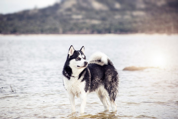 Husky dog in the water with the sunset on the background