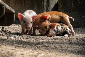 Piglet trio on the photo