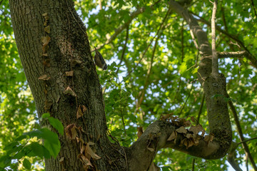 bird upside down walking on a tree